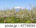 りんごの花と岩木山