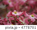 花水木