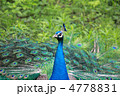孔雀
