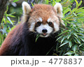 レッサーパンダ レッサーパンダ