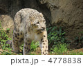 ユキヒョウ