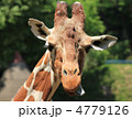 キリン