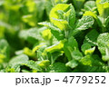アップルミント（ハーブ）：丸葉薄荷