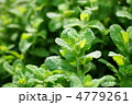 アップルミント(ハーブ):丸葉薄荷 アップルミント(ハーブ):丸葉薄荷
