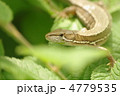 ユスラウメの葉の上でひなたぼっこをするカナヘビ