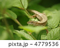ユスラウメの葉の上でひなたぼっこをするカナヘビ
