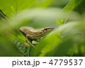 ユスラウメの葉の上でひなたぼっこをするカナヘビ