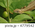 ユスラウメの葉の上でひなたぼっこするカナヘビ