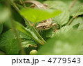 ユスラウメの葉の上でひなたぼっこするカナヘビ
