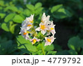 ジャガイモ　の　花