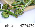 こごみ