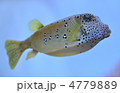 はこふぐ
