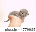 手の上にのった子猫
