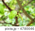蜘蛛