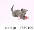 おもちゃで遊ぶ子猫