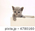 鉢に入った子猫