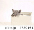 鉢に入った子猫
