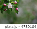 りんご(ジョナゴールド)の花
