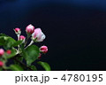 りんご（ジョナゴールド）の蕾