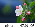 りんご[ジョナゴールド]の花