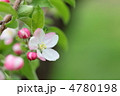りんご[王林]の花