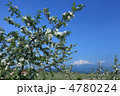 広大なりんご畑と岩木山