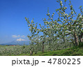 広大なりんご畑と岩木山