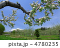 岩木山麓のりんご園