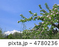 岩木山麓のりんごの花