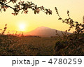 黄昏　りんごの花と岩木山