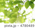 新緑の若葉