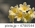 黄花君子蘭 黄花君子蘭