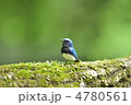 オオルリのさえずり オオルリのさえずり