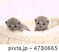 猫ベッドに入った仔猫