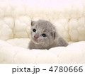 猫ベッドに入った仔猫