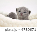 猫ベッドに入った仔猫