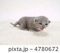 ロシアンブルーの仔猫