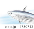 鰹　イラスト