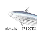 鰹　イラスト