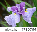 花菖蒲　薄紫色ひとつ