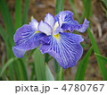 花菖蒲　青色ひとつ