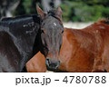 馬
