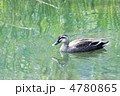 緑の池とカモ 緑の池とカモ