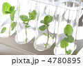 試験管で育つ植物