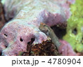 イシガキカエルウオ
