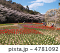 はままつフラワーパーク・桜とチューリップ畑