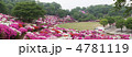 西山公園 つつじ
