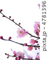 梅の花 梅の花