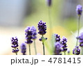 ラベンダー