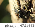 ヨコズナサシガメ